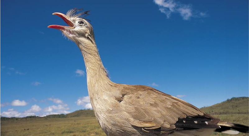 Alimentação Vegetariana